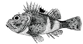 Scorpaena notata_claves.jpg